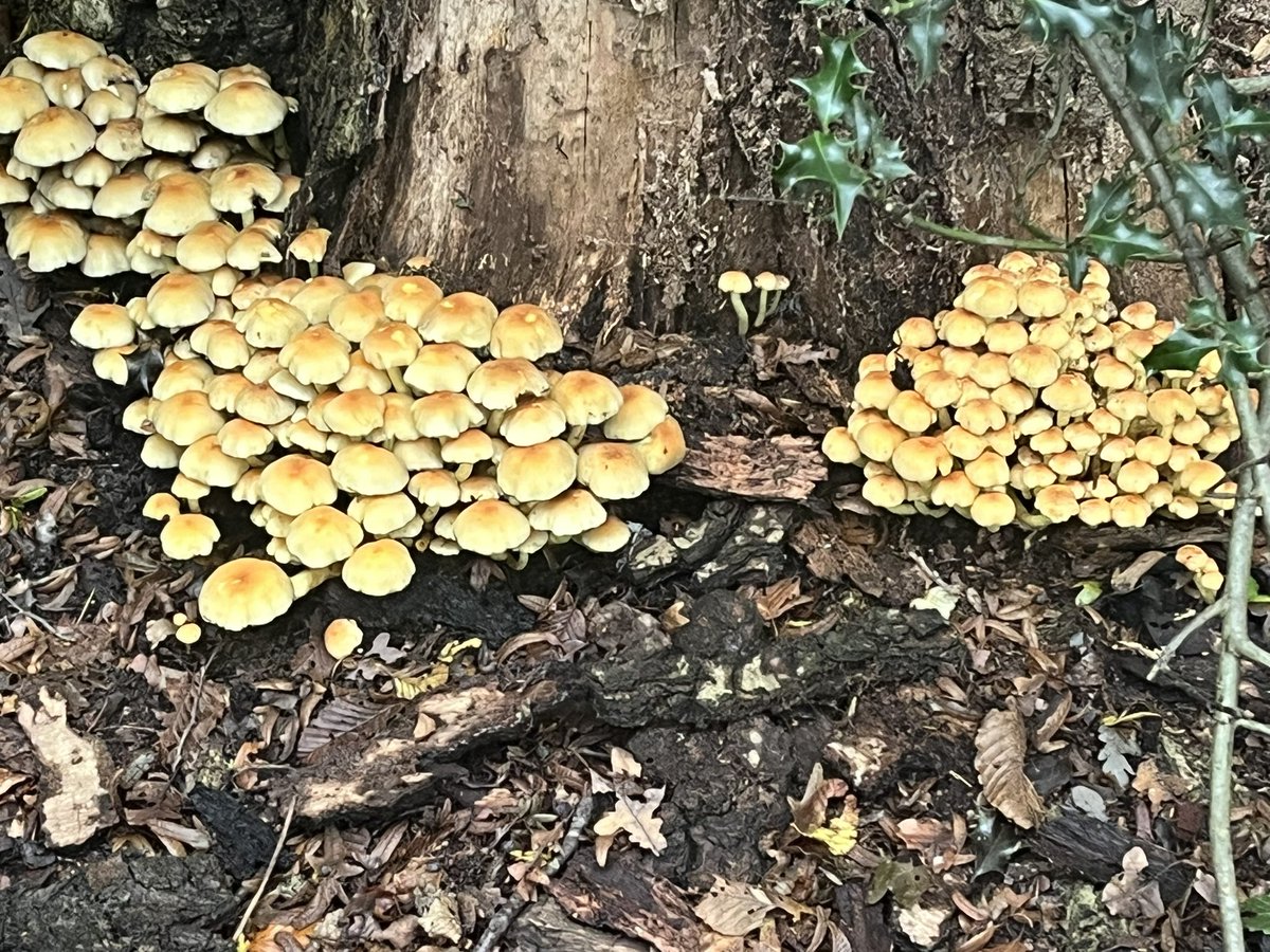 Georgin08094232's tweet photo. @CoLEppingForest Saw on my walk last Sunday https://t.co/0WNEiFYfWr
