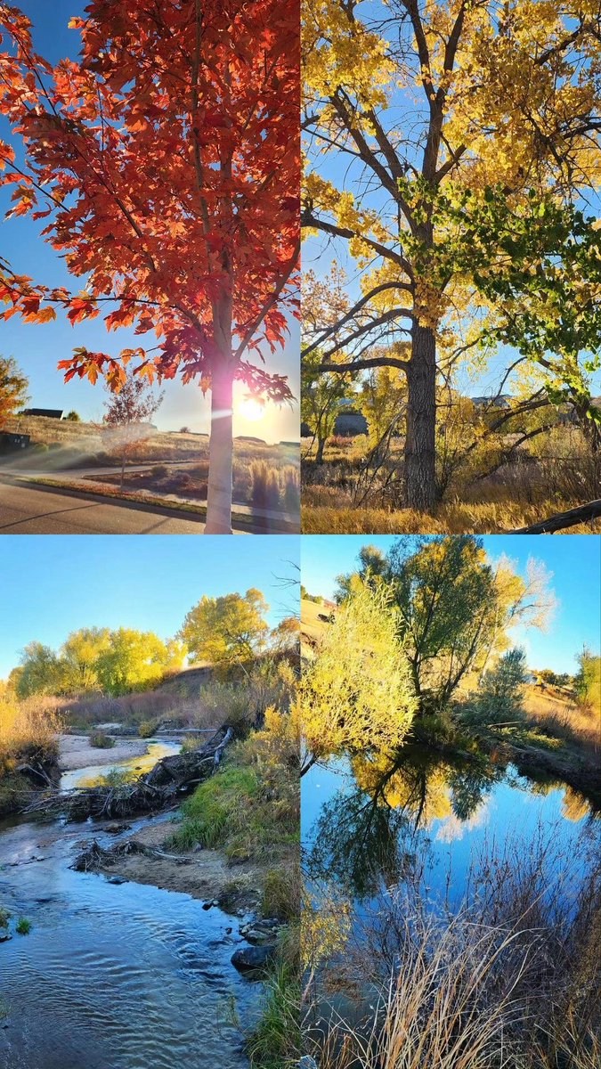 Fall in #Colorado still hanging on 🍁

#weekendvibes #HappyFriday #fallvibes #autumnleaves #NaturePhotography #naturelovers #fallcolors #fallfoliage #fall