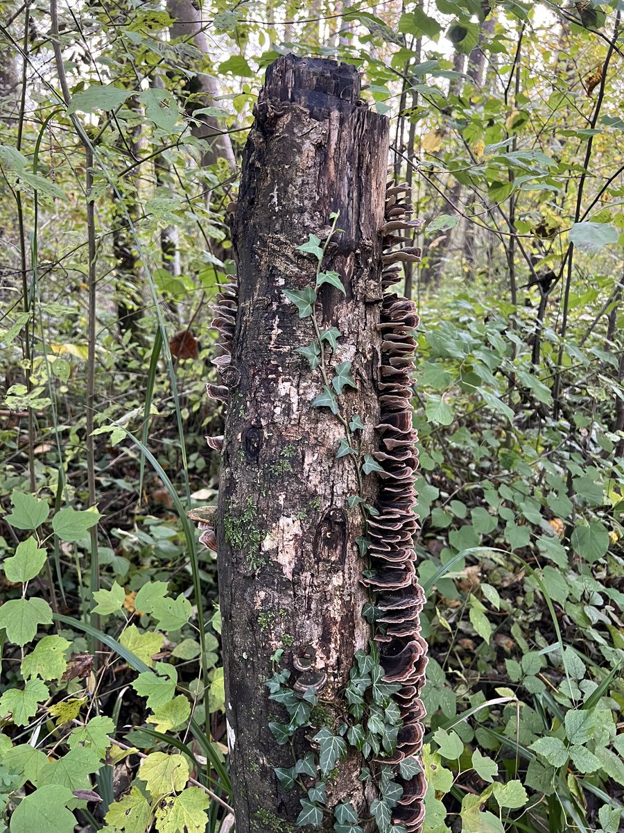 RanasTweets's tweet photo. Die 22 Kilometer um und durch Dornbirn waren wettermäßig doch recht wechselhaft. Aber es gab schöne Aussichten und 12 Dosen. @geocaching_de@a.gup.pe #Geocaching #fcdFAC #LigaZwa https://t.co/ve77KOVrK3