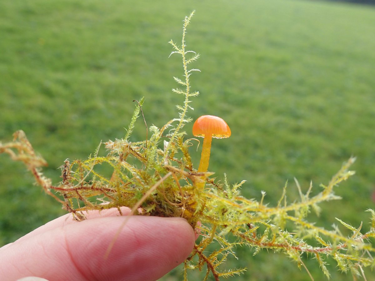 Bruce Langridge (@brucelangridge1) on Twitter photo So far found 5 waxcap species in Cae Gwiar, a formerly species-poor pasture <a href="/walesbotanic/">🏴 Gardd Cymru 🌿 Garden of Wales</a> which had green hay applied in 2019 and is now #wildflower rich. I never found any waxcaps there before 2021. Most photogenic was this glutinous #waxcap (Hygrocybe glutinipes) #fungi So far found 5 waxcap species in Cae Gwiar, a formerly species-poor pasture <a href="/walesbotanic/">🏴 Gardd Cymru 🌿 Garden of Wales</a> which had green hay applied in 2019 and is now #wildflower rich. I never found any waxcaps there before 2021. Most photogenic was this glutinous #waxcap (Hygrocybe glutinipes) #fungi