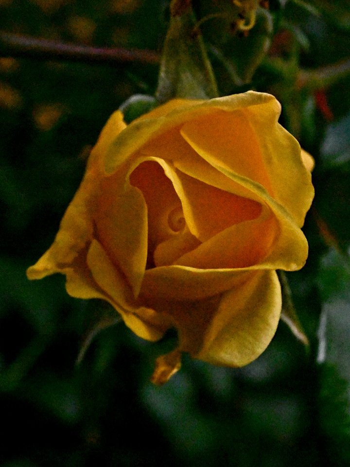 zajaczeknowe's tweet photo. #lovele 🌹😊 https://t.co/AfbJJP9T7R