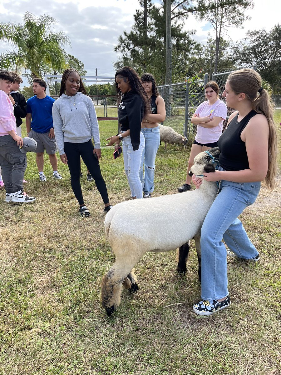 Farrah Johnson (@farrahjohnson4) on Twitter photo Ag foundations students learning about our breeding and market animals for fair! #thisisourtown
<a href="/deltonasrFFA/">DeltonasrFFA</a> <a href="/DHSHappenings/">Deltona High School Happenings</a> <a href="/volusiaschools/">Volusia County Schools</a> Ag foundations students learning about our breeding and market animals for fair! #thisisourtown
<a href="/deltonasrFFA/">DeltonasrFFA</a> <a href="/DHSHappenings/">Deltona High School Happenings</a> <a href="/volusiaschools/">Volusia County Schools</a>
