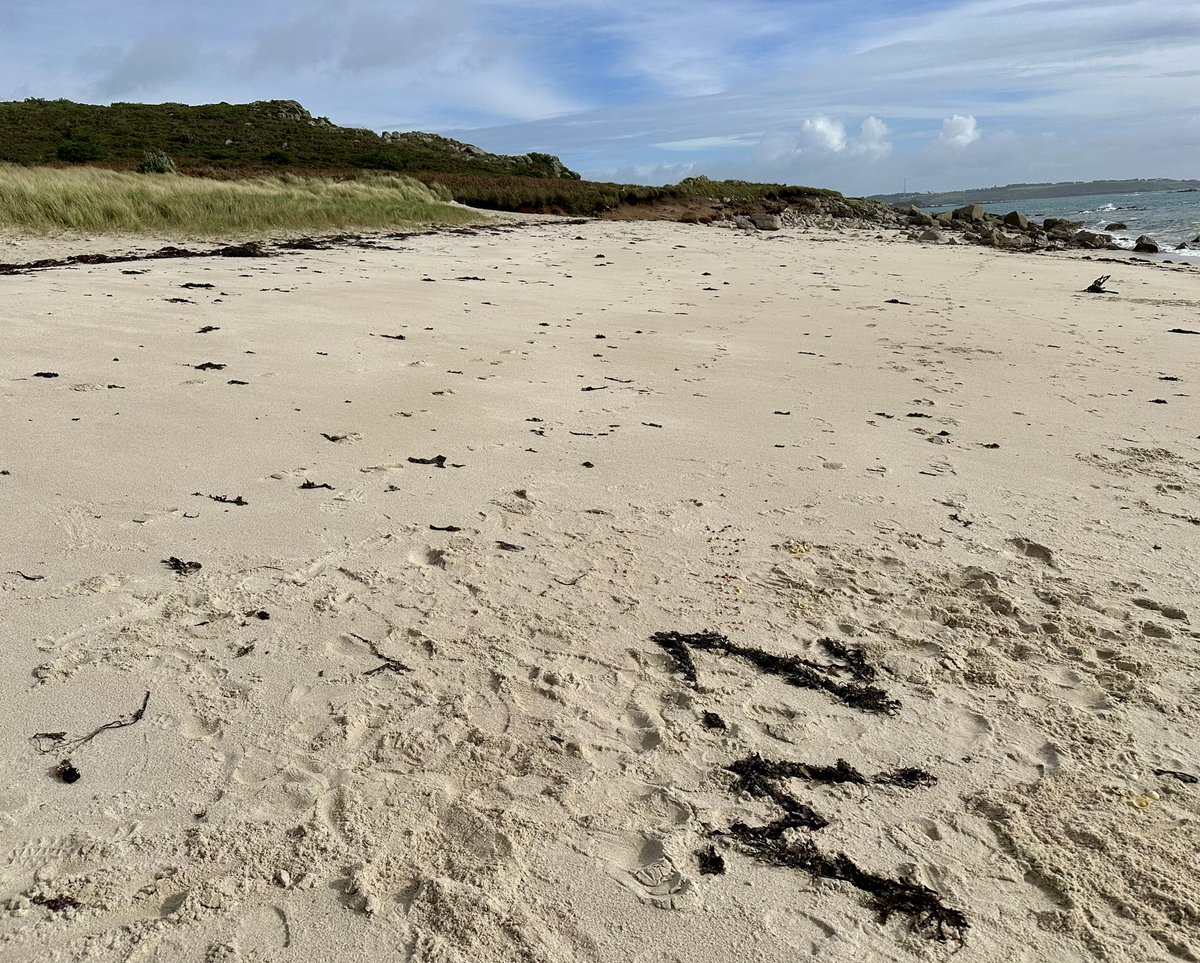 exitthelemming's tweet image. One for the #MichaelMorpurgo fans (and to wish him happy 80th birthday  this month). Rushy Bay, Bryher, Isles of Scilly.

Took ages for D1 to find enough orange shells. Suspect they were more common in 1914, when Why The Whales Came is set