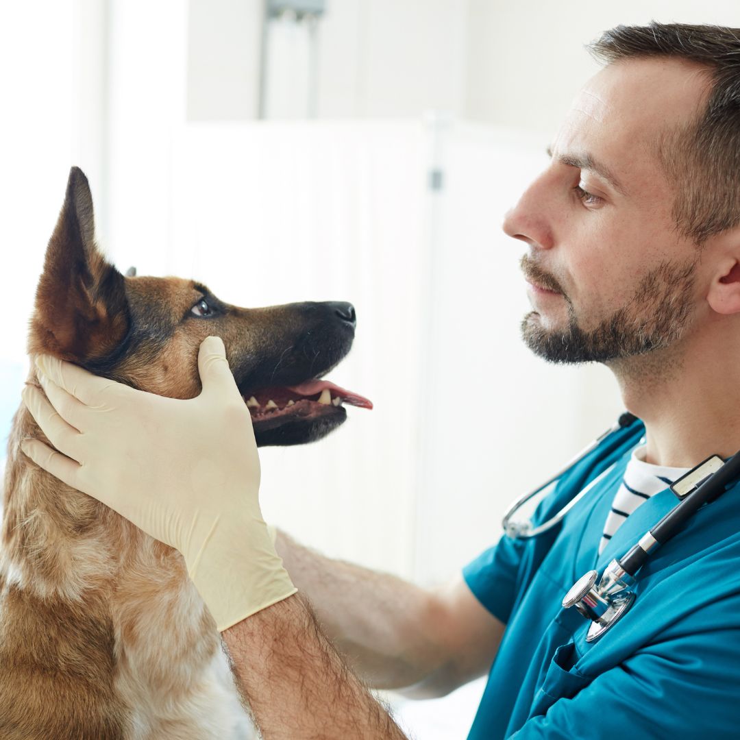 VetriMax's tweet photo. Let your pet's tail tell the tale of health and happiness! 🐕 VetriMax - where tails wag with joy! 💖 #veterinary #dogshampoo #puppyshampoo #shampoofordogs #vetlife #doghealth #dogskincare #dogskin #petcare #animalcare #animalmedicine #petparents #farmanimals #Vetrimax https://t.co/gqspx2V0Bf