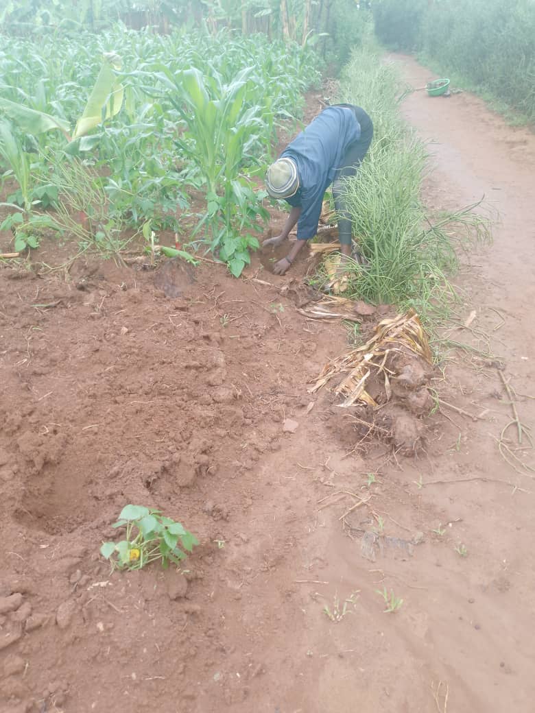 ZAZASECTOR1's tweet photo. Uyu munsi, mu Murenge wa #Zaza hakomeje igikorwa cyo gutera ibiti bivangwa n' imyaka mu Akagari ka #Ruhinga Ku bufatanye n' umushinga #TREPA, hakaba hamaze guterwa ibito ku ubuso bungana na 259 ha muri 400 ha ziteganijwe. @NgomaDistrict https://t.co/XTvaALwWZ9
