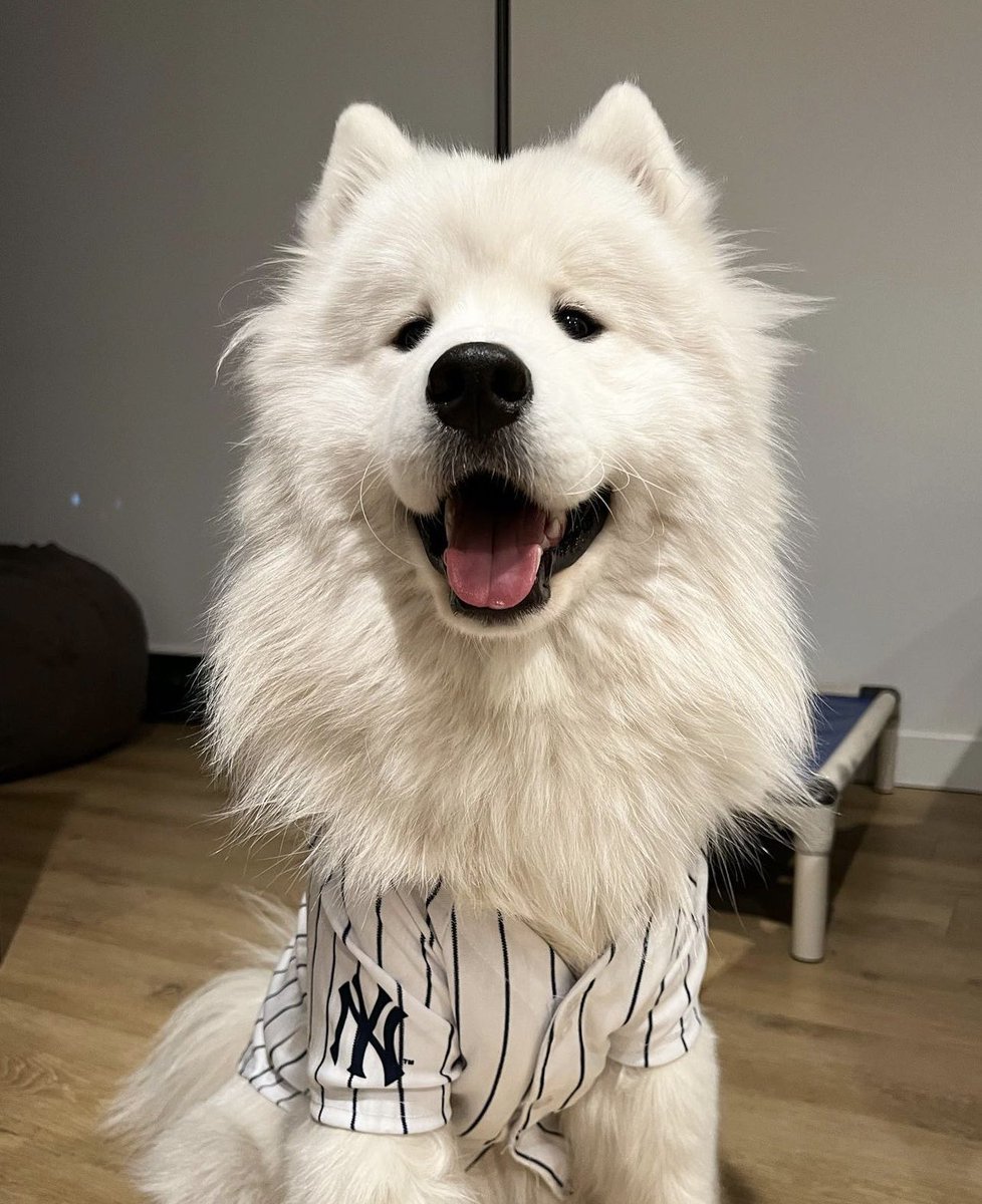 DANtheSamoyed🐶 tweet media