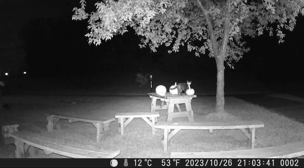 MaryHoke_'s tweet image. Kindergarten students were curious what critters like to eat pumpkins besides people. So we carved a few up, set up a game camera, and they are going to find out! We had our first visitor last night 🎃 🐈‍⬛ hopefully Spider-Man comes tonight #hopewellmagic