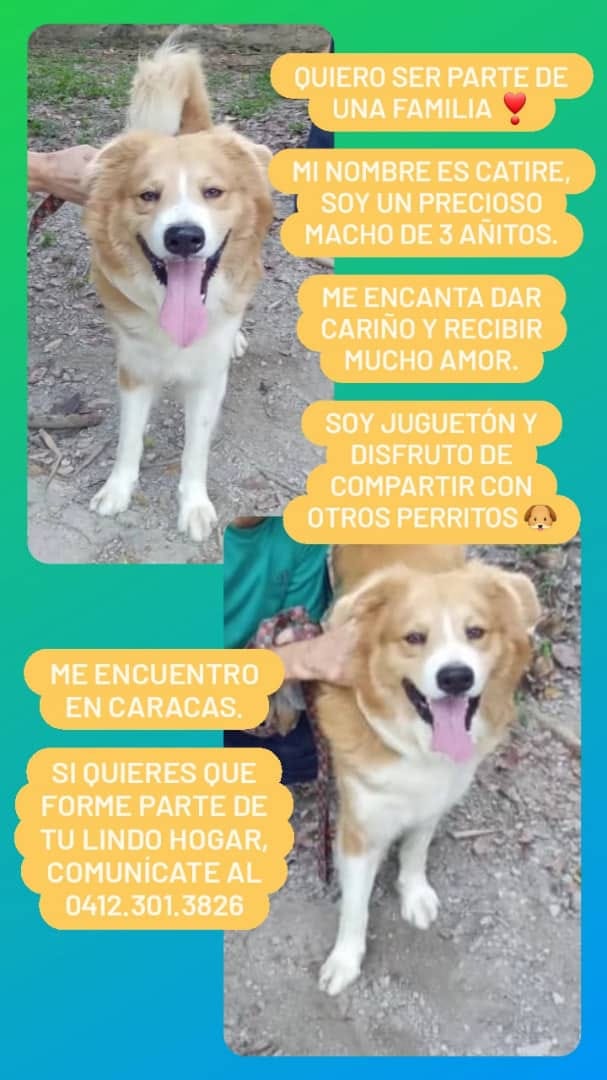 PerroUsuario's tweet image. Catire es un perrito súper amoroso, que vive solito en un terreno, donde sus cuidadores cubren sus necesidades básicas, pero él siempre se escapa para buscar cariño de humanos y compañía de otros perritos. Queremos encontrarle una familia. Por favor comunícate al 04123013826