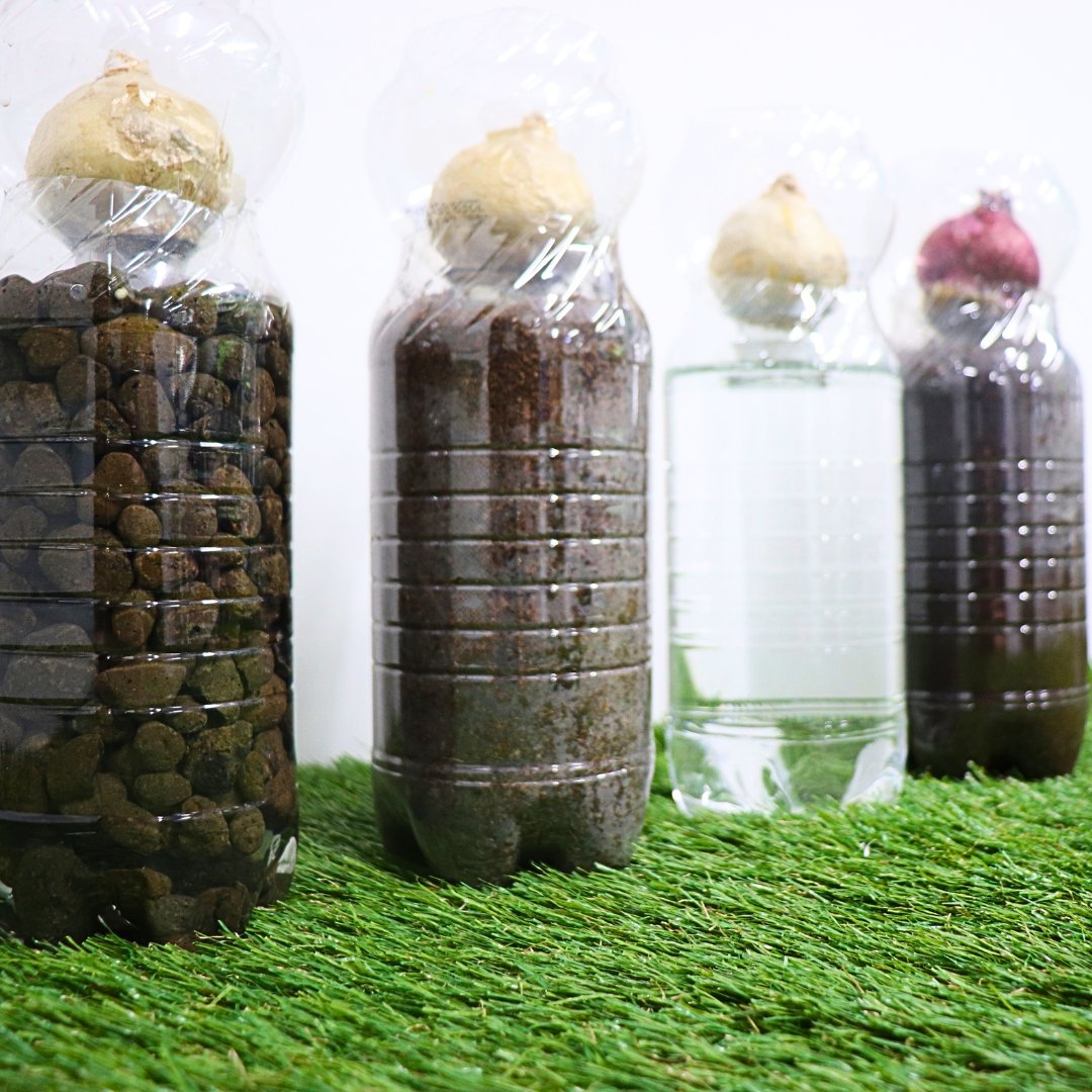 HydroponicSenua's tweet photo. 🌱We're doing a bit of horticulture on our own...

🌷We're growing some Hyacinth bulbs using a variety of excellent #canna nutrients and growing media. Stay tuned on our socials to see more.  

#Horticulture #Hyacinth #GrowingMedia #PlantCare #GardenInspiration #GreenThumb https://t.co/11Pxko85or