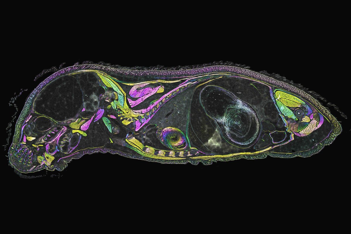 mshribak's tweet image. Young mouse sagittal unstained section. The label-free image was taken polychromatic polarizing microscope. (nature.com/articles/srep1…). The image is in real color, where hue linearly proportional to the slow axis orientation. Image size 45 mm x 30mm.
#polarization #birefringence
