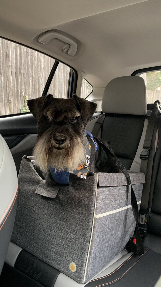 They got me, pal! ✂️🛁🐶❌
😤😤 …. But mum said I look handsome … and, she gave me a treat when we got home … worth it🤪😆

#proudears 
#SchnauzerGang