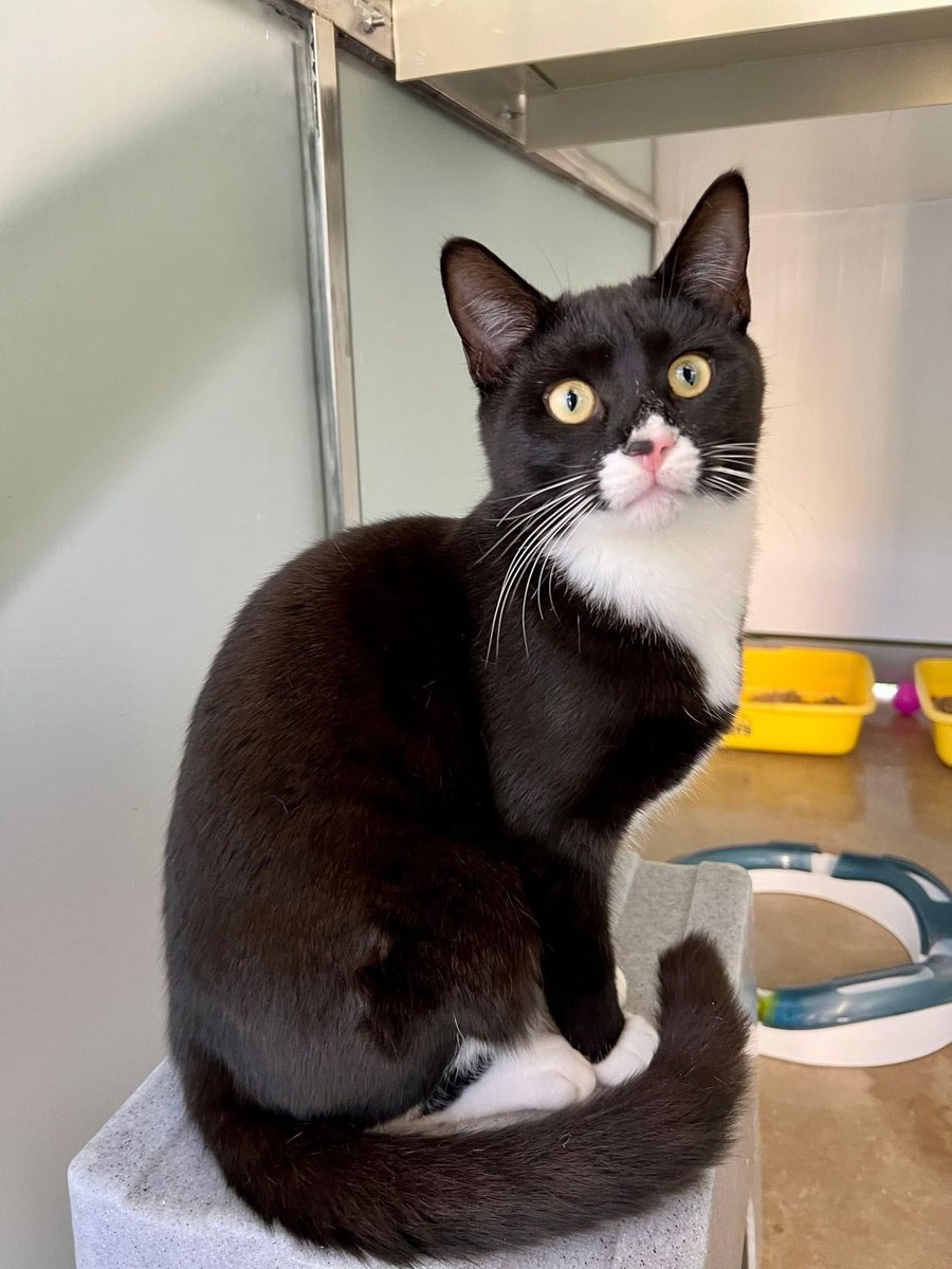 Last week we posted about how many black & black/white #cats are in our care right now. Thankfully we’ve had quite a few reserved this week. But fabulous brothers Chester & Monty haven’t been so lucky. Pls share this #blackcatday #hereford #adoptdontshop #felinefriday