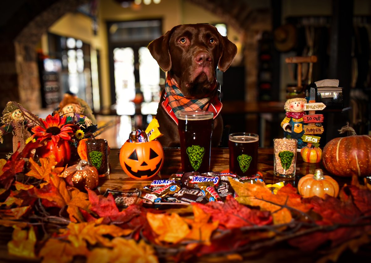 FreeRoamBrewing's tweet photo. 𝙇𝙪𝙙𝙤’𝙨 𝘾𝙝𝙤𝙘𝙤-𝙇𝙖𝙣𝙩𝙚𝙧𝙣

Our Chocolate Brown Ale infused with pumpkin offers a sophisticated fusion of deep cocoa richness &amp; pumpkin spice undertones, delivering a tasteful and balanced brew for those seeking a unique, yet refined beer experience. https://t.co/kJwRapQkoc