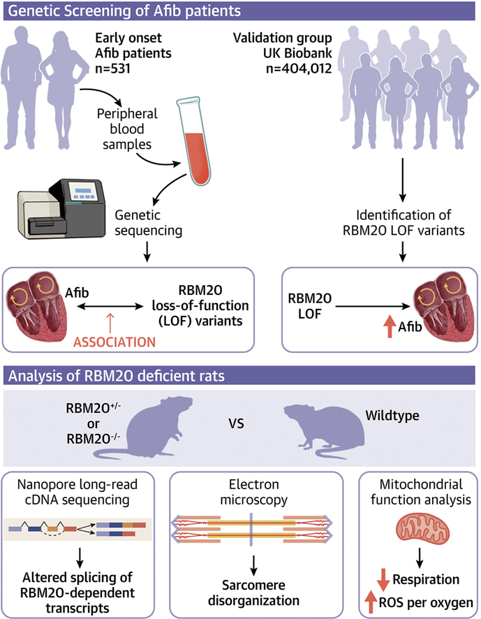 Loss of cardiac splicing regulator RBM20 associated with #atrialfibrillation. Now published in JACC: Basic to Translational Science. <a href="/JACCJournals/">JACC Journals</a>

jacc.org/doi/10.1016/j.… 

#afib #CardioTwitter <a href="/RigsHeart/">RigsHeart 🫀🚨</a> <a href="/UCPH_health/">UCPH Healthscience</a> @BiomedUCPH
