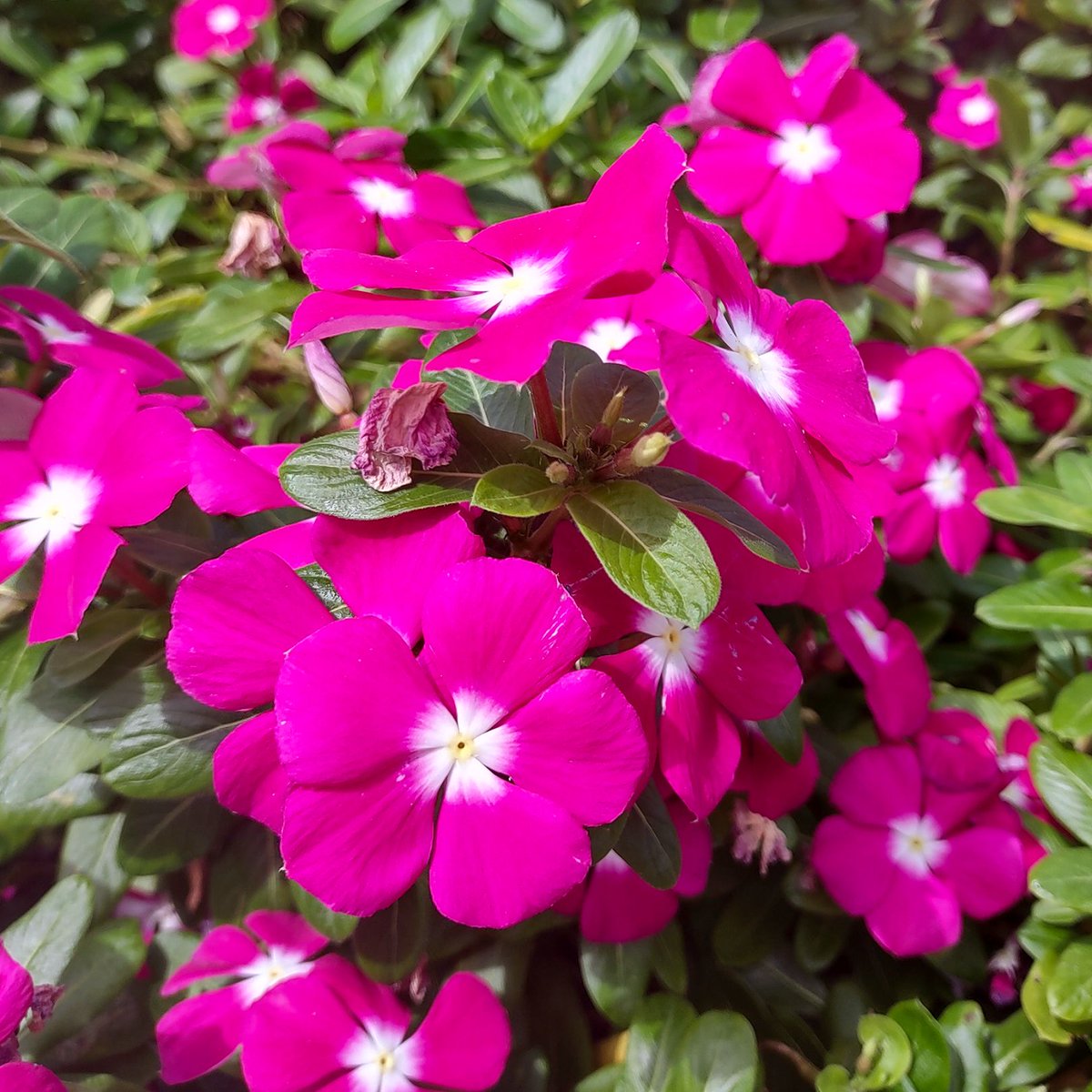 Most of the US is firmly in fall, but some of our gardens are still growing. 

What's currently blooming at your home?