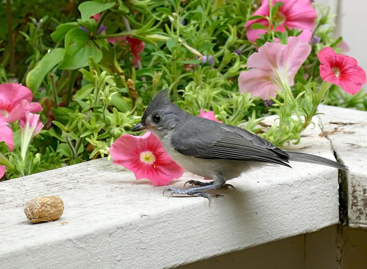 asoftbird's tweet photo. #Tuftpostbot Tuftie: True(0.9999). Photo by marigami-origami. Tuftpostbot is now also on blue sky: https://t.co/JIUWuKAo25 https://t.co/QQsYMFvvm6