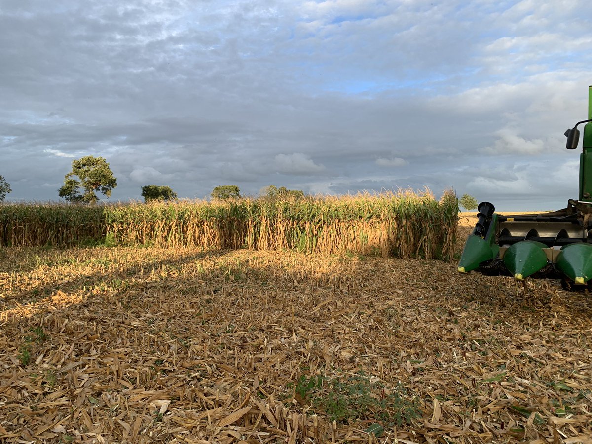 AureA2C's tweet photo. 🚨Le temps passe si vite que je ne vous ai pas fait de retour sur le maïs grain 🌽 🤦🏻‍♂️. Pour rappel => 0 azote minérale et 1,4 IFT après un couvert 100 % légumineuses à 105 qx humide soit 87 sec. C’est 12 quintaux🤩 de mieux quand 2020 avec 200 Kg urée et 70 kg de 18-46 💪🏻 #ACS https://t.co/Ece0H8uXPp
