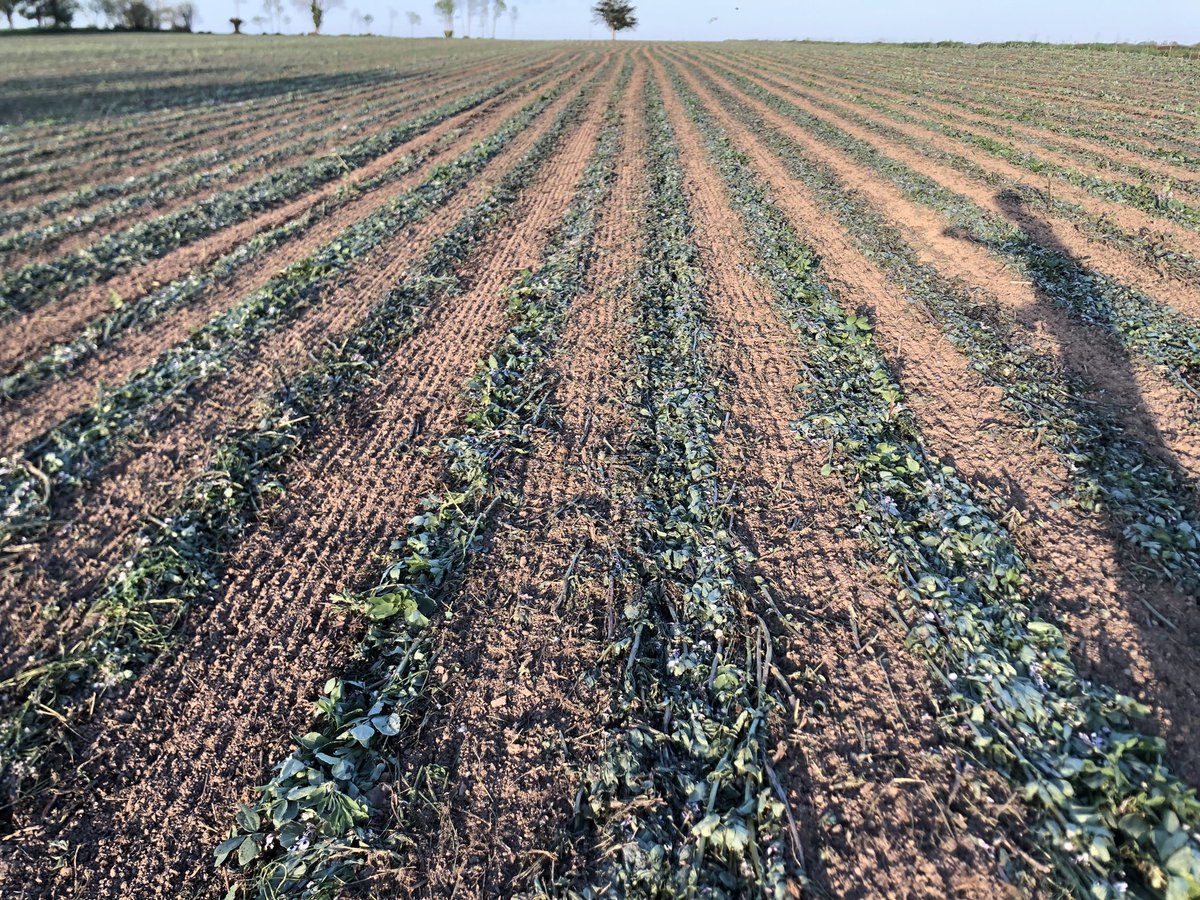 AureA2C's tweet photo. 🚨Le temps passe si vite que je ne vous ai pas fait de retour sur le maïs grain 🌽 🤦🏻‍♂️. Pour rappel => 0 azote minérale et 1,4 IFT après un couvert 100 % légumineuses à 105 qx humide soit 87 sec. C’est 12 quintaux🤩 de mieux quand 2020 avec 200 Kg urée et 70 kg de 18-46 💪🏻 #ACS https://t.co/Ece0H8uXPp