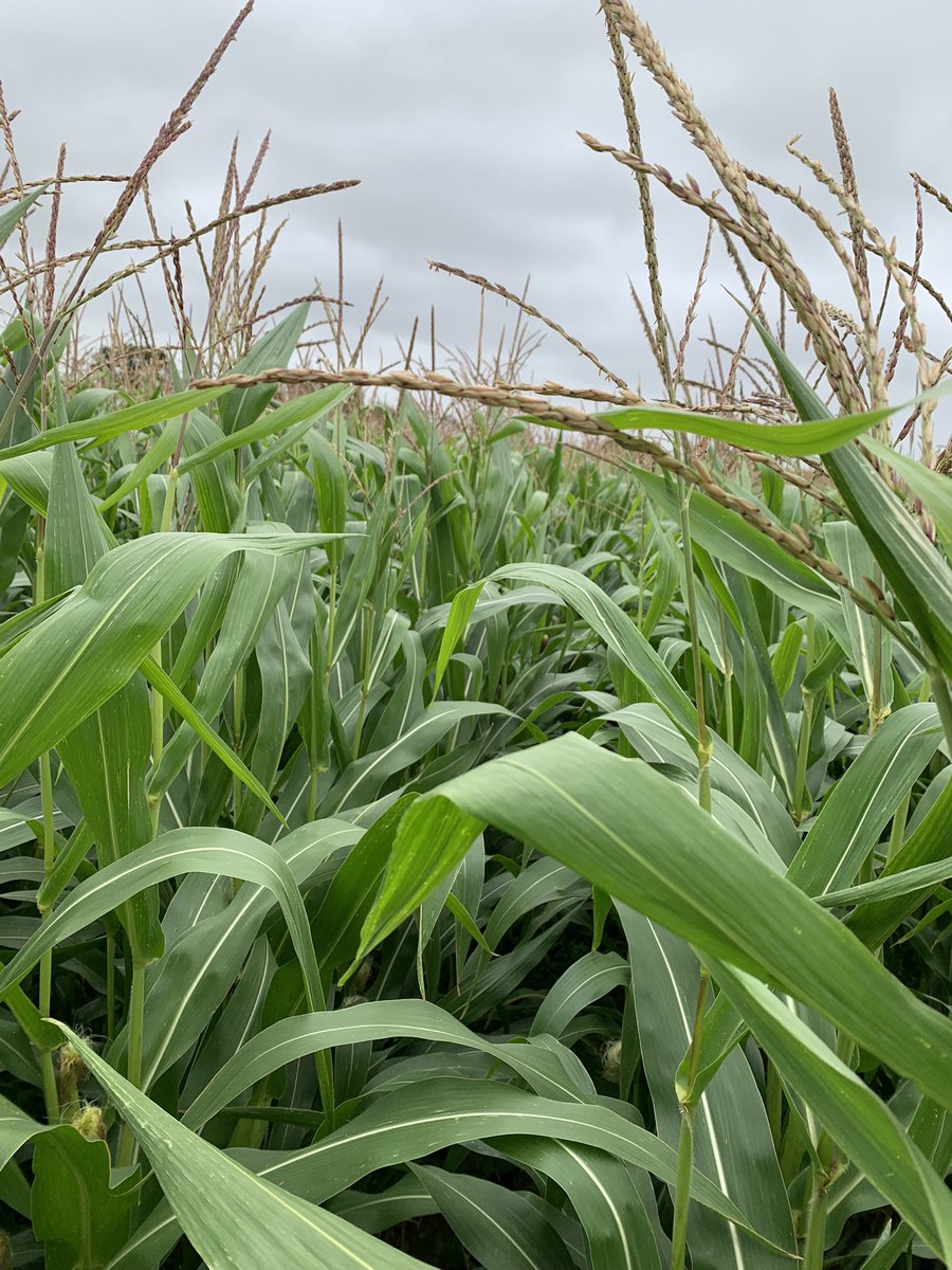 AureA2C's tweet photo. 🚨Le temps passe si vite que je ne vous ai pas fait de retour sur le maïs grain 🌽 🤦🏻‍♂️. Pour rappel => 0 azote minérale et 1,4 IFT après un couvert 100 % légumineuses à 105 qx humide soit 87 sec. C’est 12 quintaux🤩 de mieux quand 2020 avec 200 Kg urée et 70 kg de 18-46 💪🏻 #ACS https://t.co/Ece0H8uXPp