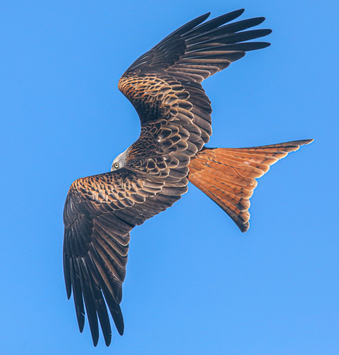 Tonight’s thread, Wings I’m going to start with this Red Kite UK 🇬🇧