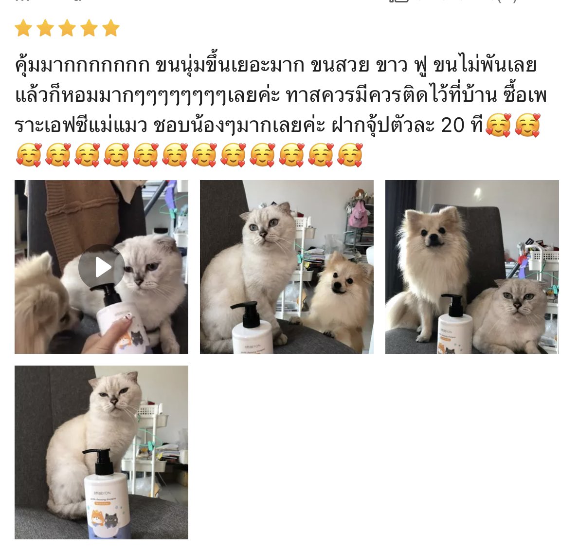 BABEYON อาบน้ำสัตว์เลี้ยง tweet media