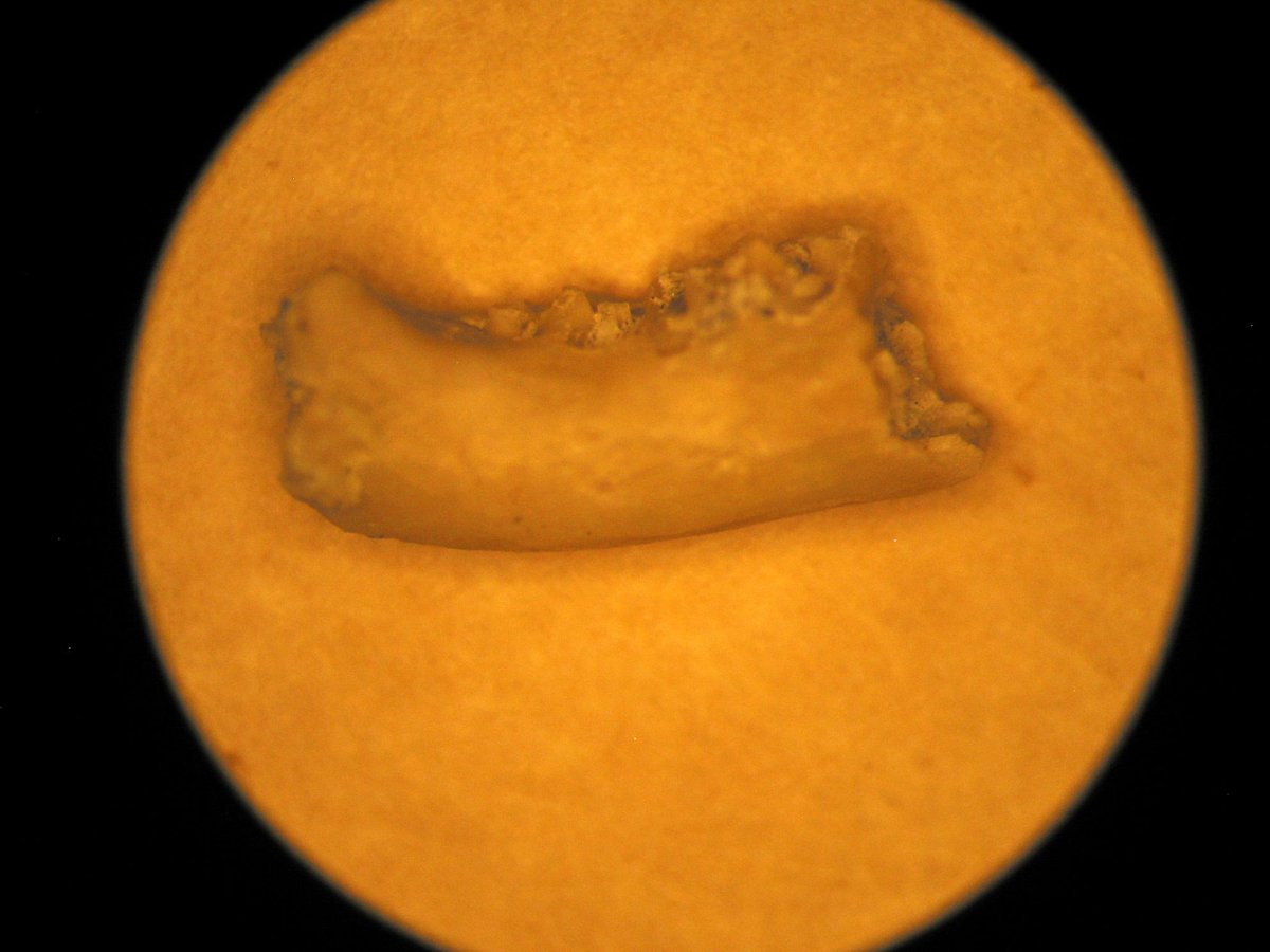 JDFossilBedsNPS's tweet photo. Did you know bats make up over 20% of the world's mammal diversity!?! The bat fossil record goes back nearly 58 million years; we have some here from 30 million years ago and 14 living species. These fossils are from @BLMOregon-administered lands! #BLMPaleo #FossiFriday #BatWeek https://t.co/OWJjVn2D89