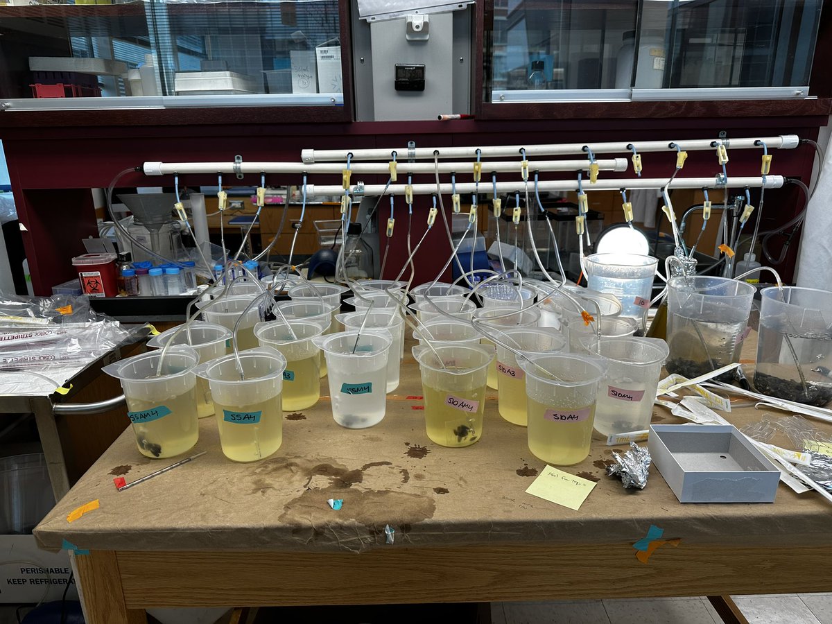 allysonkido's tweet photo. Last experiment in progress! Then it’s time for data processing and analysis! 📊😁 https://t.co/4qgRzAS0Uw