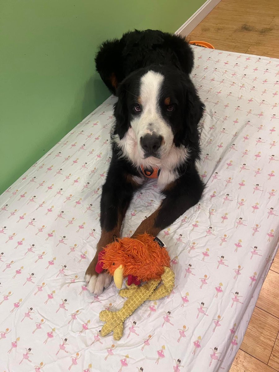 Nuthin says “Mine!!!” Like a pup with a new bed.