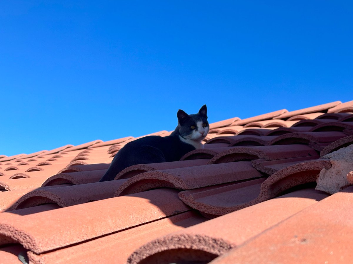 rtoab's tweet photo. βMom. Look. Iβm busy. Scram. I am hunting things up hereβ¦ Donβt blow my cover. β¦ Wait. Where are you going!? We should play! Come back and play!β
#catsoftwitter #catsofx #cats #felinefriday #fridayfelines #tgif https://t.co/c3AneoJ49a