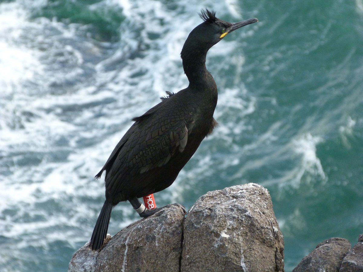 Our colour-ringed shags are dying in this bad weather. We urgently need to find out who dies and where. Please walk beaches, photograph rings (don’t touch as flu is around) and email records to shags@ceh.ac.uk @SteelySeabirder @stevedudley_ @wilsonjaredm #ornithology #seabirds