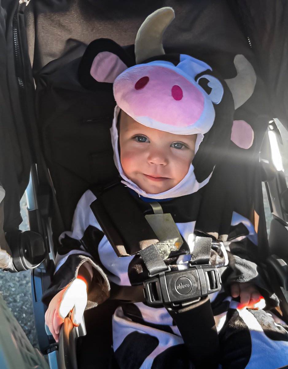 MirandaNewburn's tweet photo. Cutest little cow I’ve ever seen!!!😍💙🐄 https://t.co/bGTW3WzFZs