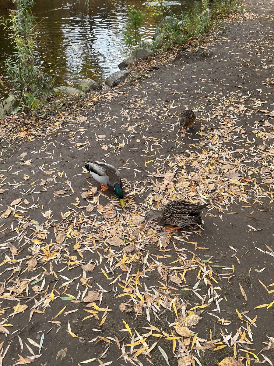 Walled Lake ATP tweet media