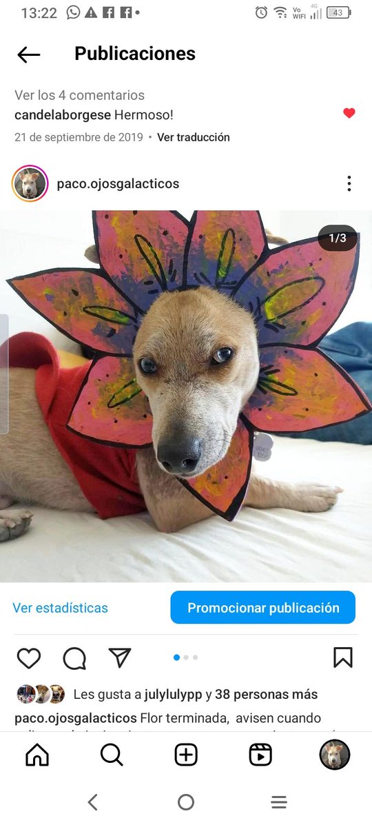 DefConsumidor's tweet photo. @danielfcalle Hermoso nosotros también lo disfrazamos. Mi consejo cartulina no goma. Aquí mi rey como una flor y como Robin junto al pequeño Batman https://t.co/mKnlbCNxSS