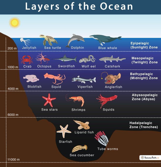 UNBiodiversity's tweet photo. Exploring the ocean's hidden beauty, one layer at a time. From the sun-kissed shallows to the mysterious twilight zone and the enigmatic abyss, each layer tells a story of life, light, and wonder beneath the waves.

Via @WorldOceansDay https://t.co/NJLGqkbsOO