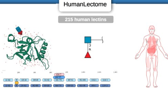 not here anymore (@anneimberty) on Twitter photo The HumanLectome database with everything you want to know about human lectins is now published in <a href="/NAR_Open/">Nucleic Acids Res</a> doi.org/10.1093/nar/gk… with database available from unilectin.unige.ch. Thanks <a href="/GlycomicsExpasy/">GlycomicsExpasy</a> <a href="/AlexTwentySeve/">Alex TwentySeven</a> and colleagues for super collaboration The HumanLectome database with everything you want to know about human lectins is now published in <a href="/NAR_Open/">Nucleic Acids Res</a> doi.org/10.1093/nar/gk… with database available from unilectin.unige.ch. Thanks <a href="/GlycomicsExpasy/">GlycomicsExpasy</a> <a href="/AlexTwentySeve/">Alex TwentySeven</a> and colleagues for super collaboration