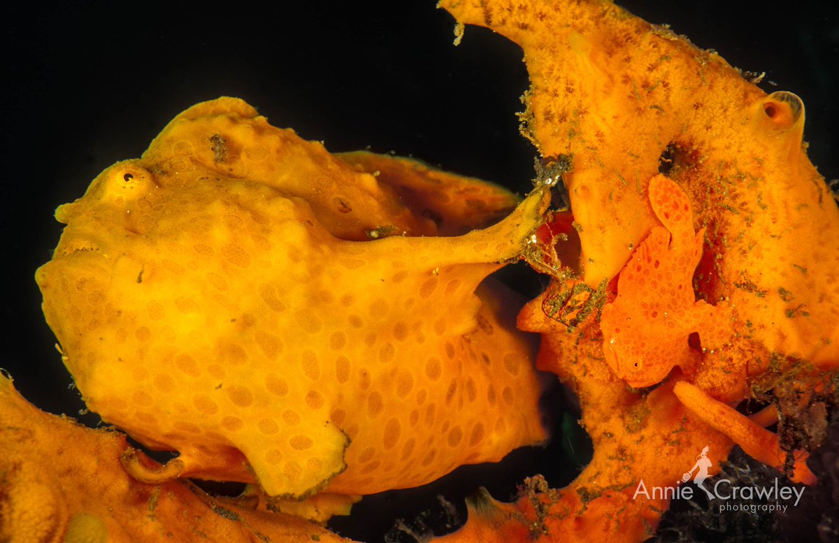 AnnieCrawley's tweet photo. I fell in love with Frogfish living and working in Lembeh Strait, Indonesia. The esca acts like a fishing pole. Sexual dimorphism in image 4 shows the best place for a male when the female is bursting with eggs. If too close to her mouth, he will become dinner! #scubadiving https://t.co/FKyp2LzkFj