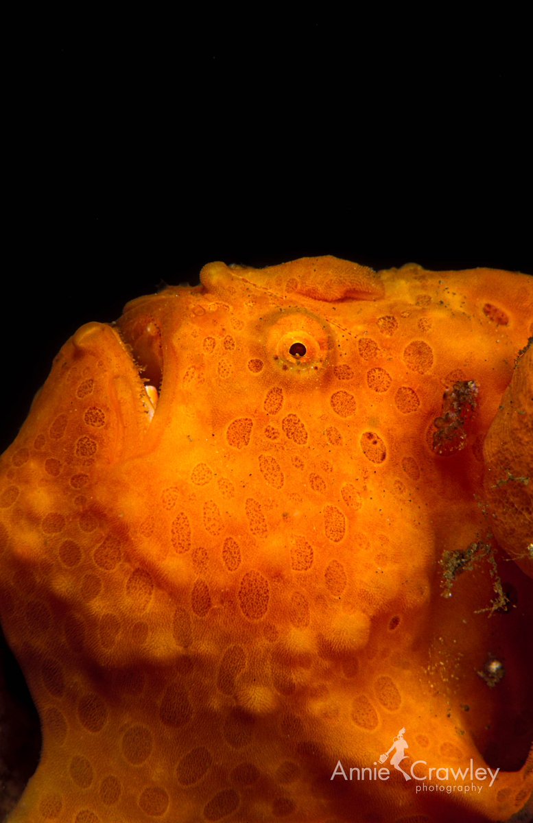 AnnieCrawley's tweet photo. I fell in love with Frogfish living and working in Lembeh Strait, Indonesia. The esca acts like a fishing pole. Sexual dimorphism in image 4 shows the best place for a male when the female is bursting with eggs. If too close to her mouth, he will become dinner! #scubadiving https://t.co/FKyp2LzkFj