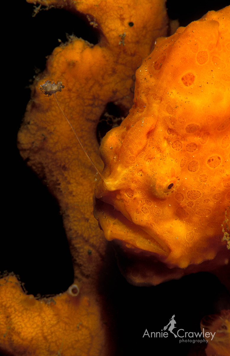 AnnieCrawley's tweet photo. I fell in love with Frogfish living and working in Lembeh Strait, Indonesia. The esca acts like a fishing pole. Sexual dimorphism in image 4 shows the best place for a male when the female is bursting with eggs. If too close to her mouth, he will become dinner! #scubadiving https://t.co/FKyp2LzkFj