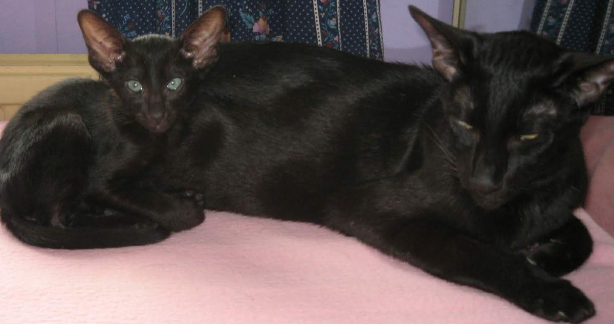 On this #BlackCatDay we have Matteo, as a baby with his mum, Nikita. This was the first time we met him in 2008. 🖤😻 #CatsOfTwitter #meezer