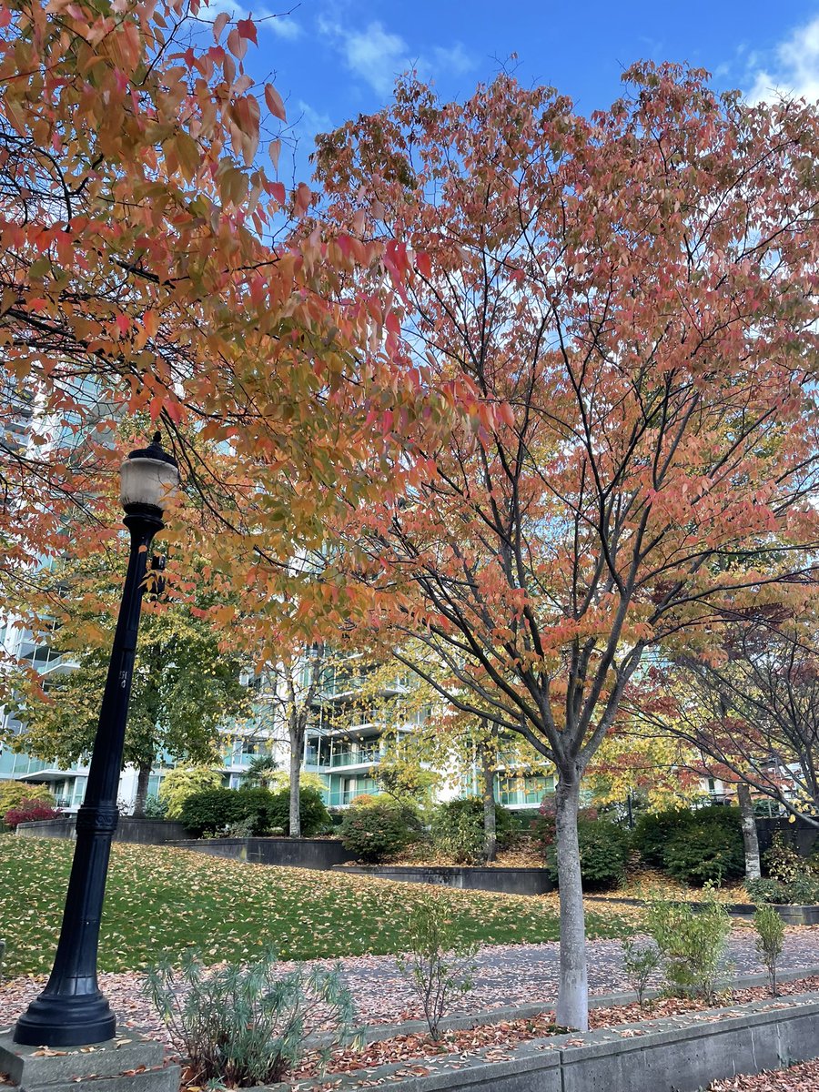 Natasha Narang, DO (@natashanarangdo) on Twitter photo Awesome experience at #ACG2023 learning from leaders in the field and (re)connecting with current & former colleagues & meeting new ones🤩 Exploring Vancouver was an added bonus 🍃🍁🇨🇦🌎 Thankful always for support from mentors and my program to attend!!💩🤎 <a href="/UAPhxIM/">UA Phoenix IM Residency</a> #uaphxgi Awesome experience at #ACG2023 learning from leaders in the field and (re)connecting with current & former colleagues & meeting new ones🤩 Exploring Vancouver was an added bonus 🍃🍁🇨🇦🌎 Thankful always for support from mentors and my program to attend!!💩🤎 <a href="/UAPhxIM/">UA Phoenix IM Residency</a> #uaphxgi