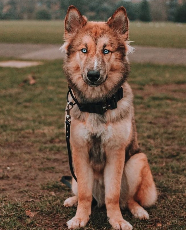 xdogworld's tweet photo. 🤩🤩🤩🤩#dog, #dogsofinstagram, #doglife, #dogs, #doglovers, #dogoftheday, #dogmom, #doglove, #dogmodel, #dogsitting, #dogtraining, #dogstagram #dogsofinstaworld, #dogofinstagram, #doggrooming, #dogslife, #dogs_of_instagram, #doggy, #dogsofig, #dogsofinsta, https://t.co/DILGyYt7IH