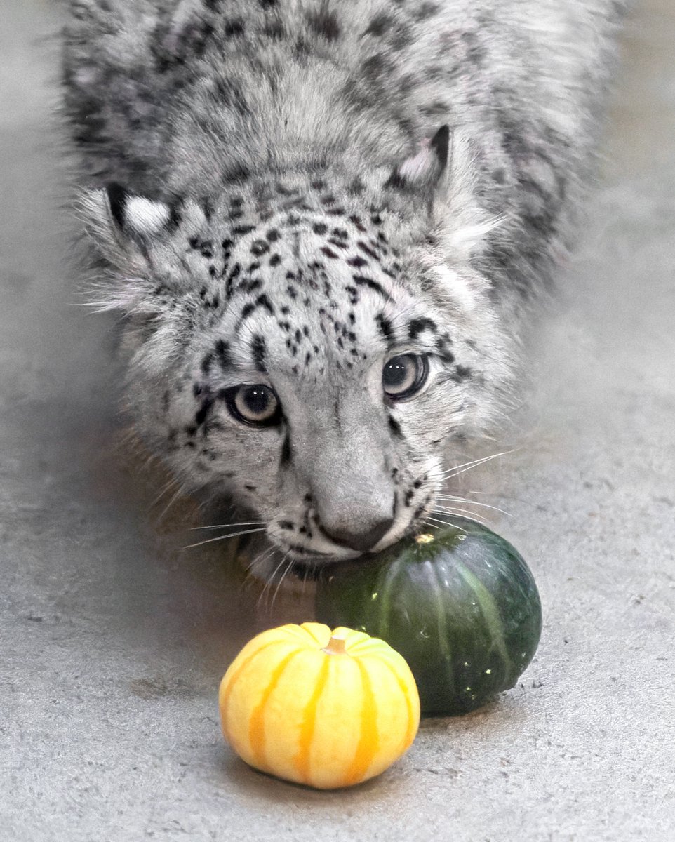 rikunow's tweet photo. ユキヒョウ×カボチャの破壊力
#ユキヒョウ #いしかわ動物園 https://t.co/s0Hbl3yXAd