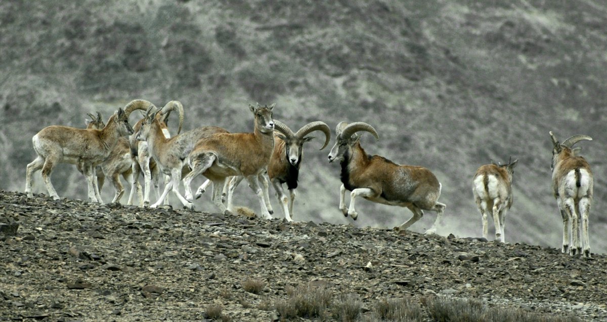 lobzangncf's tweet photo. Rutting season of Ladakh Urial in Leh Ladakh. https://t.co/ketTdP0NUD