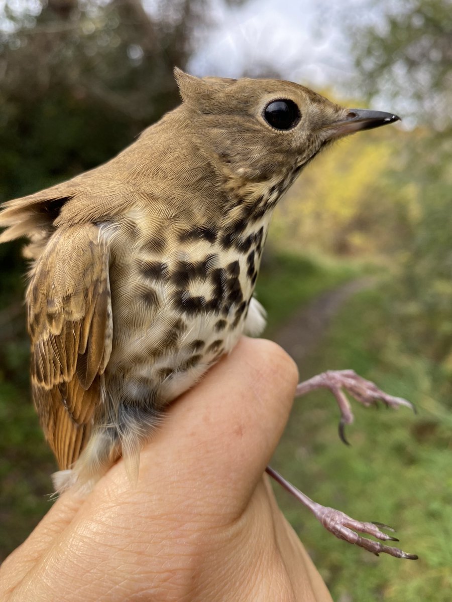 Meet HETH 103 - a Hermit Thrush first tagged 15 days ago and still sticking around the <a href="/oommbo/">OOM / MBO</a> in a peri-urban greenspaces in one of 🇨🇦 largest cities. To conserve these #migratorybirds we can’t forget the time during #stopovers!!