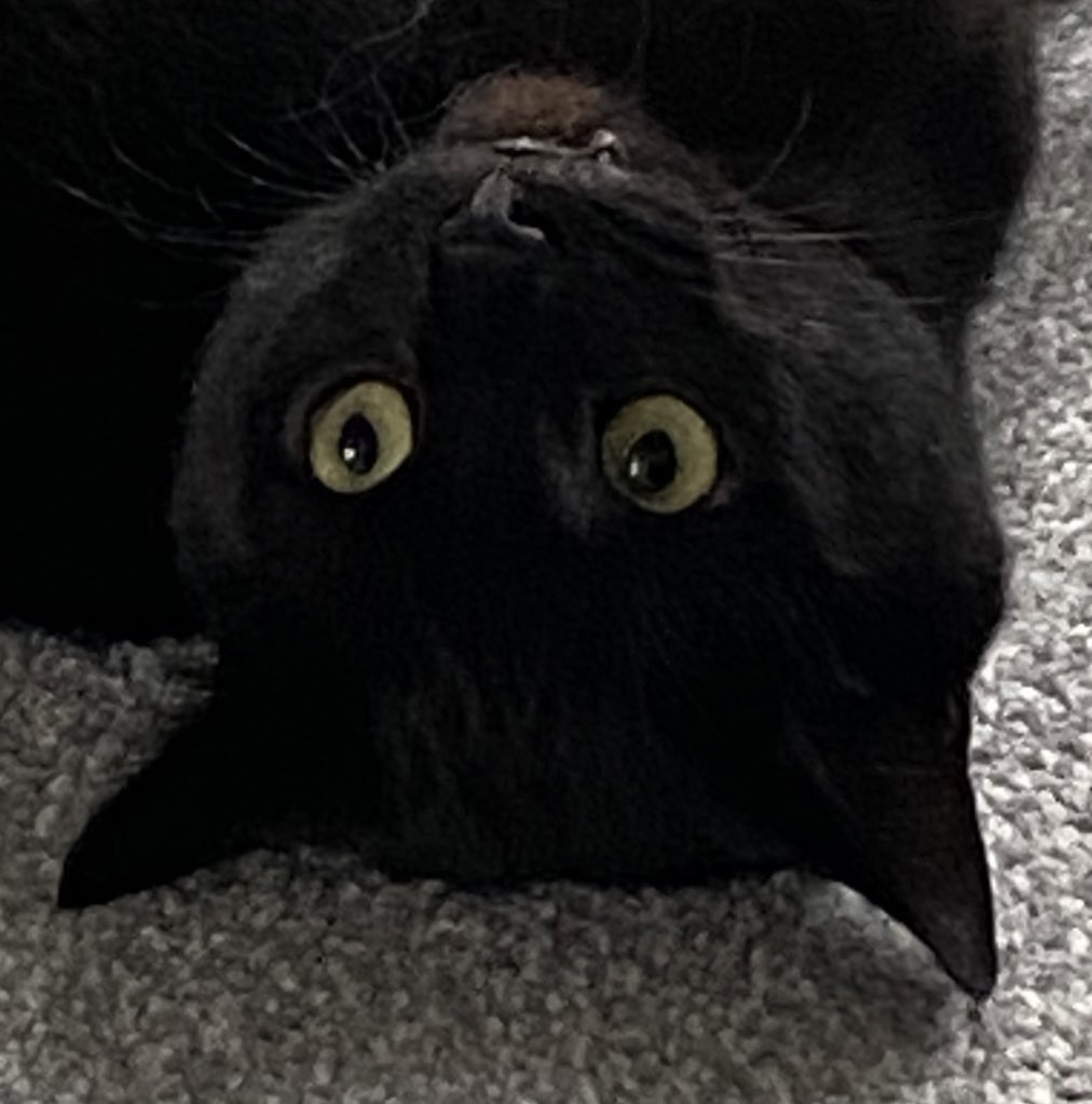 Apparently today is #NationalBlackCatDay so here’s a picture of my handsome black cat Berryman having a weird one