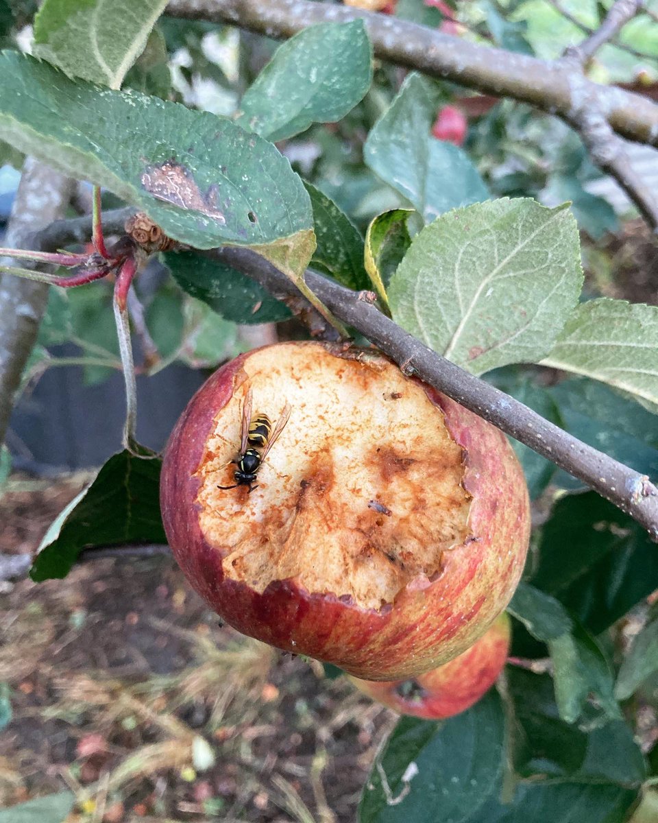 SevenTreesCider's tweet photo. An ‘on’ year for our Harry Masters Jersey.
We don’t mind sharing….
#leavesomeforthebirds #waspecology #craftcider #madeinreading #rdguk https://t.co/eIERWNiJDw