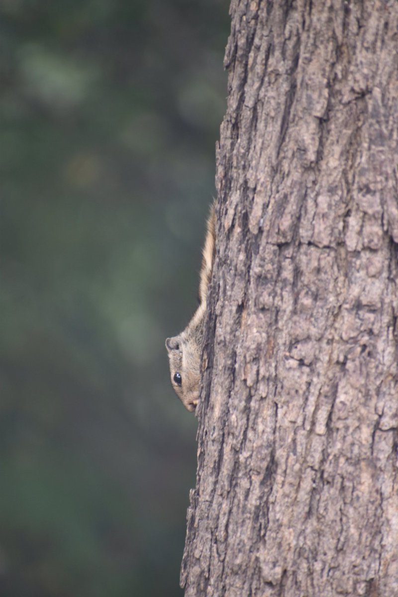 Dpsairy's tweet photo. Hiding squirrel. 
Location:- New Delhi, India.

#Squirrels #squirrel #SquirrelScrolling #animals https://t.co/L2IaoKyDMT