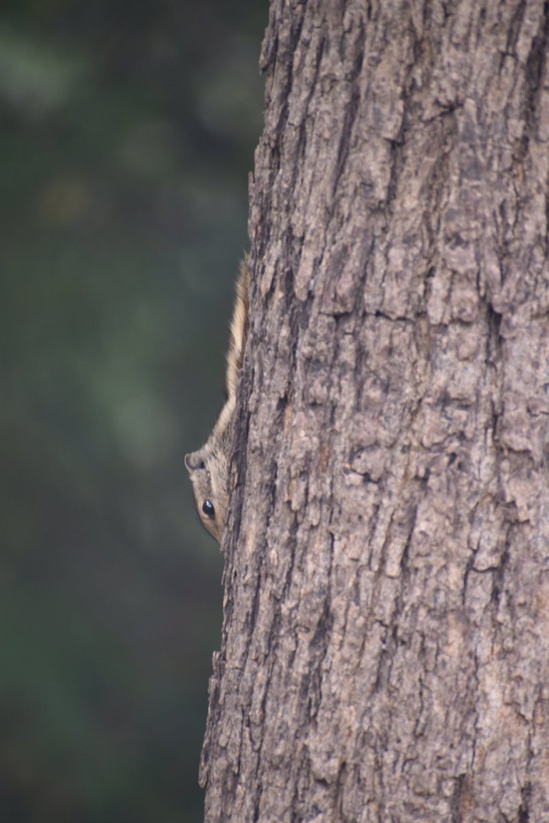 Dpsairy's tweet photo. Hiding squirrel. 
Location:- New Delhi, India.

#Squirrels #squirrel #SquirrelScrolling #animals https://t.co/L2IaoKyDMT