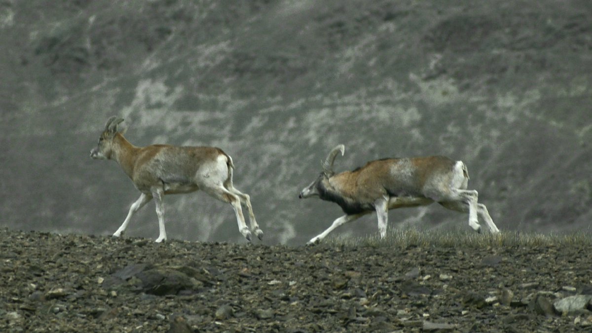 lobzangncf's tweet photo. Rutting season of Ladakh Urial in Leh Ladakh. https://t.co/ketTdP0NUD