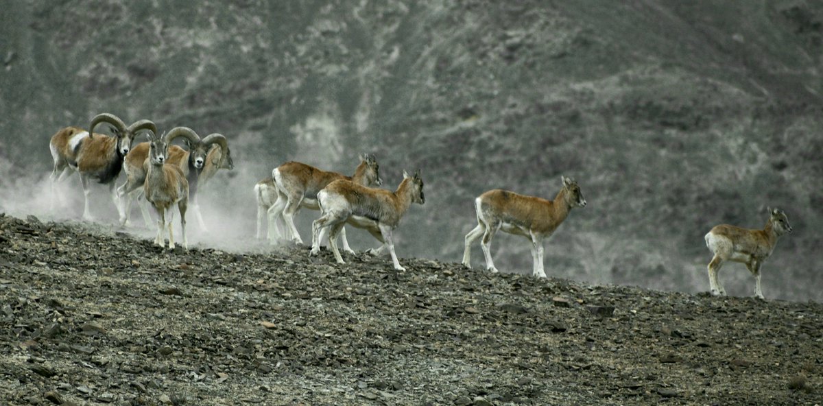 lobzangncf's tweet photo. Rutting season of Ladakh Urial in Leh Ladakh. https://t.co/ketTdP0NUD